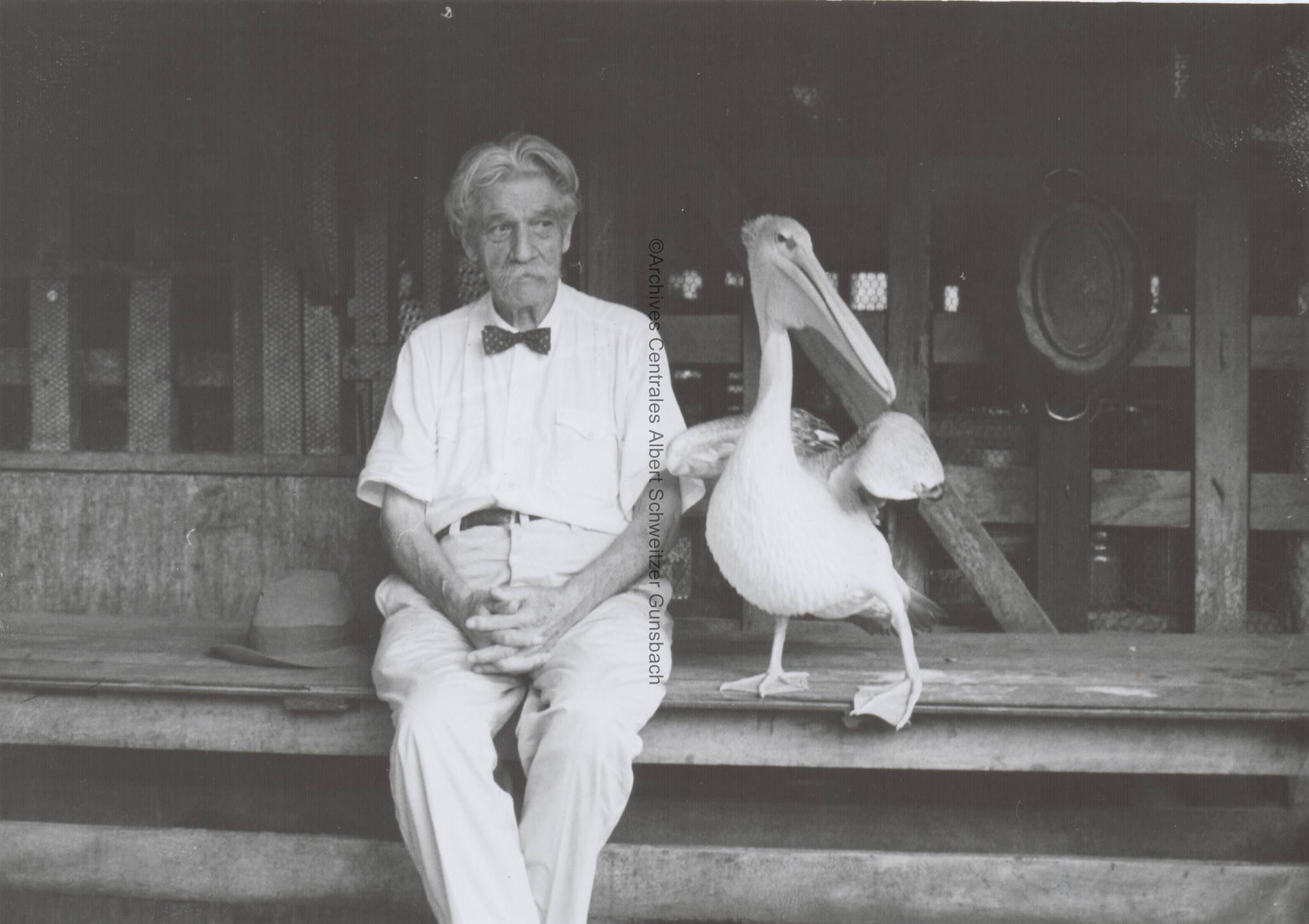 Photo d'Albert Schweitzer avec Parcifal, le pélican blessé qu'il a recueilli